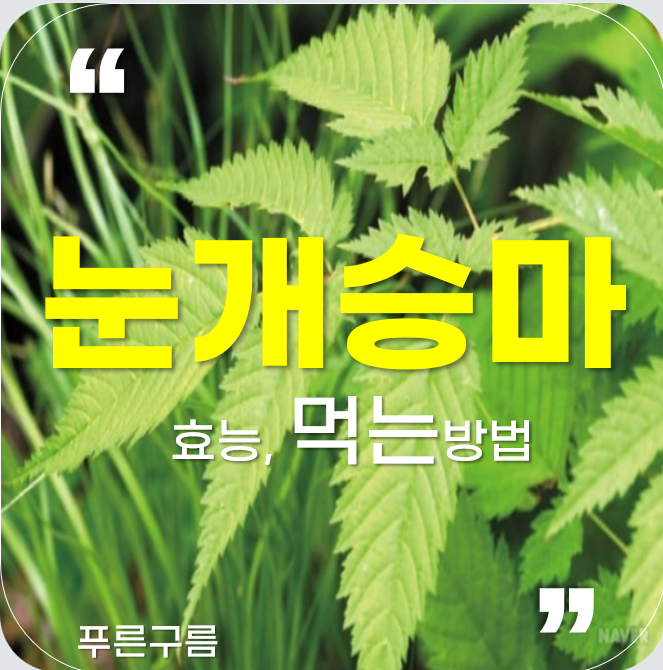  봄나물에 왕 눈개승마의 효능, 먹는방법에 대해서 알아보자