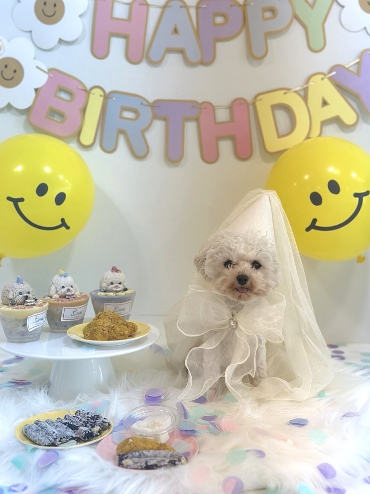 신림 애견 유치원 아지뜰 강아지 생일파티와 케이크