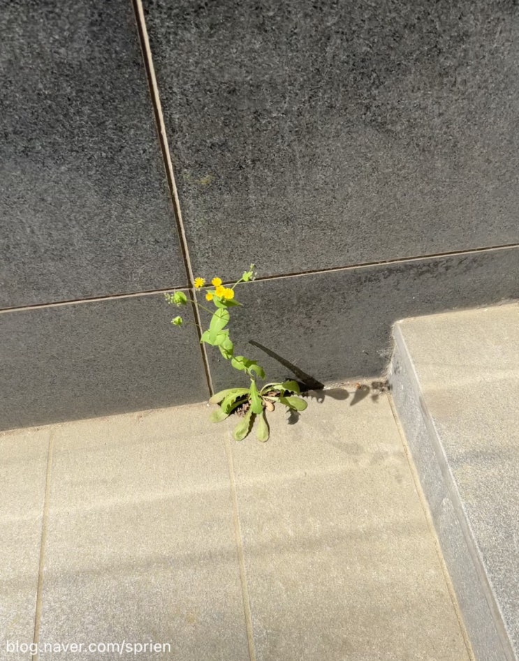  회사 주변 꽃(돌계단 틈에 꽃)