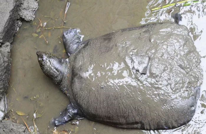 마지막으로 알려진 암컷이 죽은 후 멸종 위기에 처한 거대한 소프트셸 거북