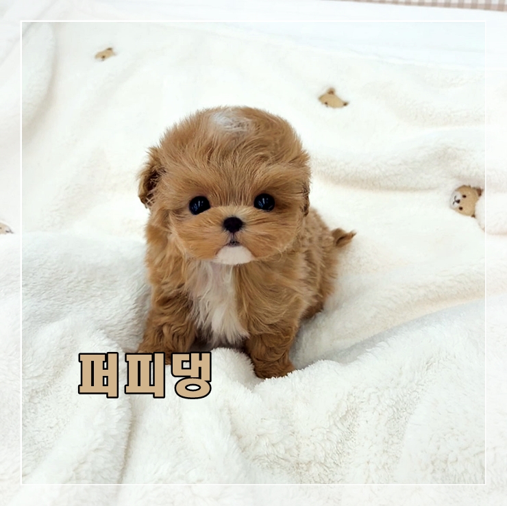  대전동물보호소 퍼피댕에서 만났어요