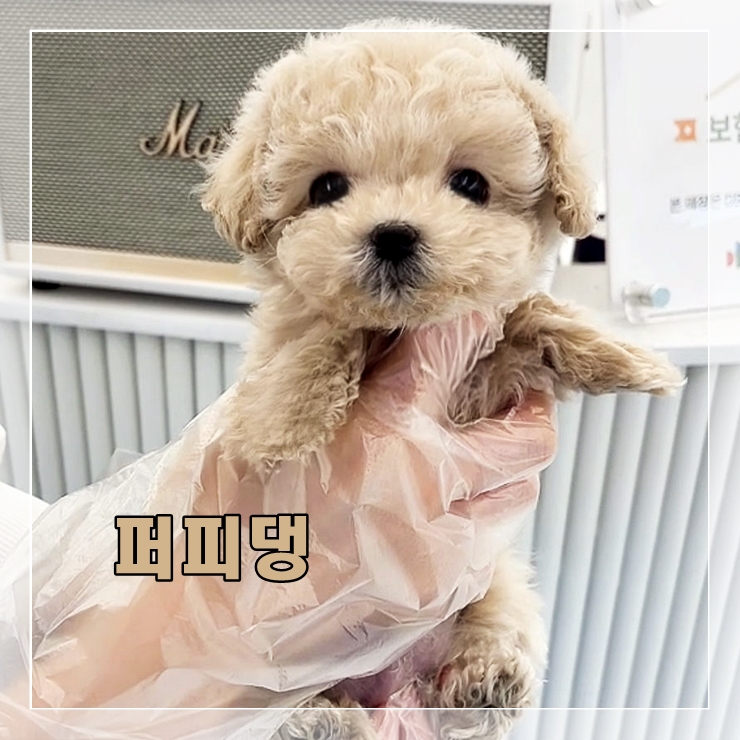  대전말티즈분양 퍼피댕 안심분양소