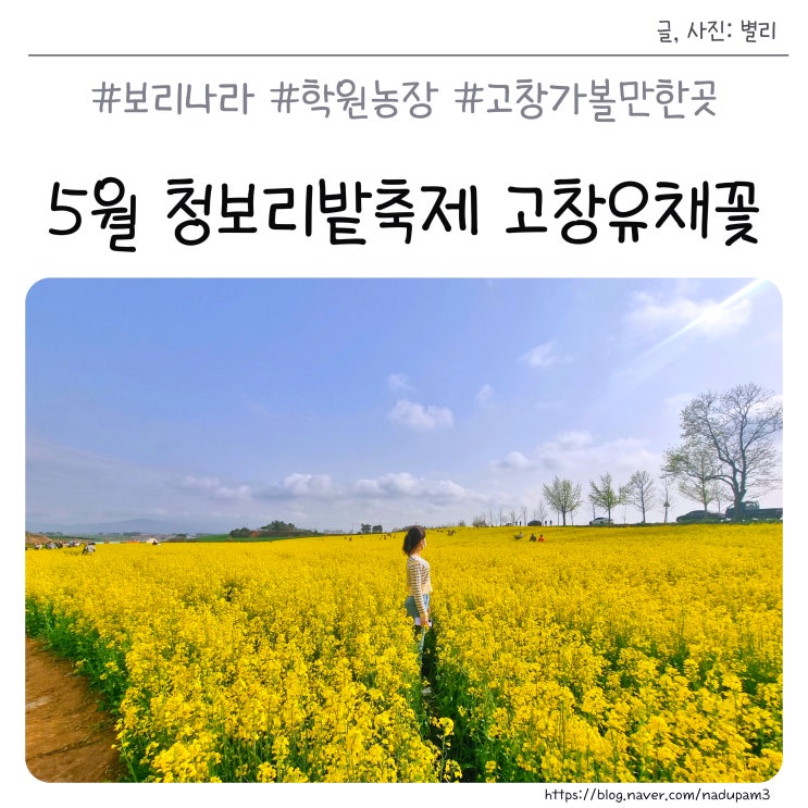 5월 전북 고창유채꽃 명소 보리나라 학원농장