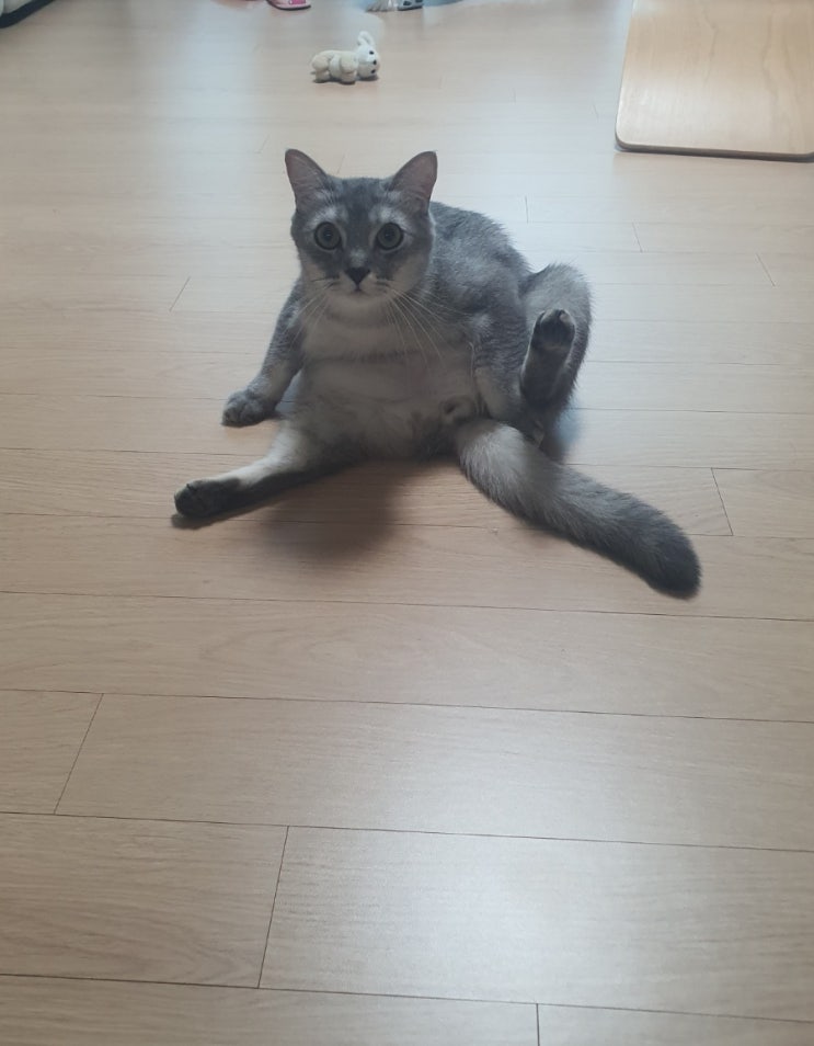  고양이 코코의 일상.
