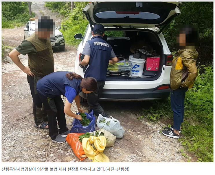 자칫하면 대형 산불…산나물 채취 등 불법행위 집중단속 자칫하면 대형 산불…산나물 채취 등 불법행위 집중단속