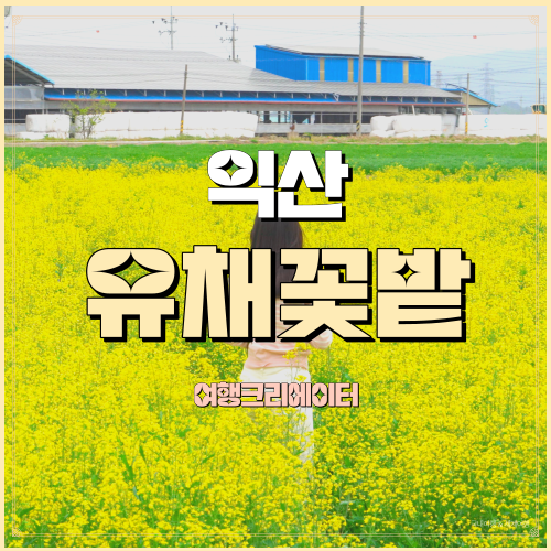  익산 유채꽃밭 현지인도 모르는 유채꽃만발 현장 찐후기