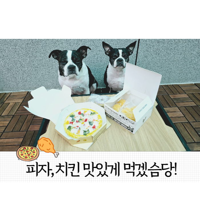  강아지피자, 치킨 잘먹겠습니다 (두리들 첫시식)