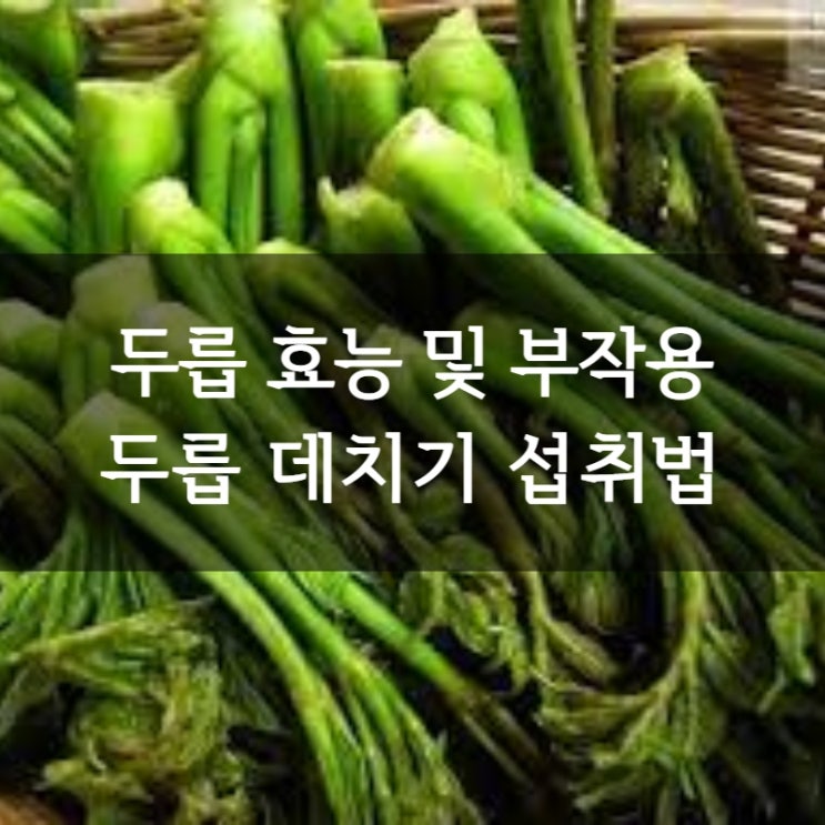  두릅효능 및 부작용 땅두릅 ㅣ 두릅데치기 섭취 방법