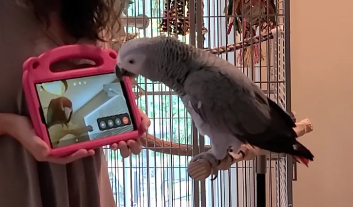 외로운 애완 앵무새가 화상 채팅을 통해 우정을 찾는다는 새로운 연구 결과가 나왔습니다