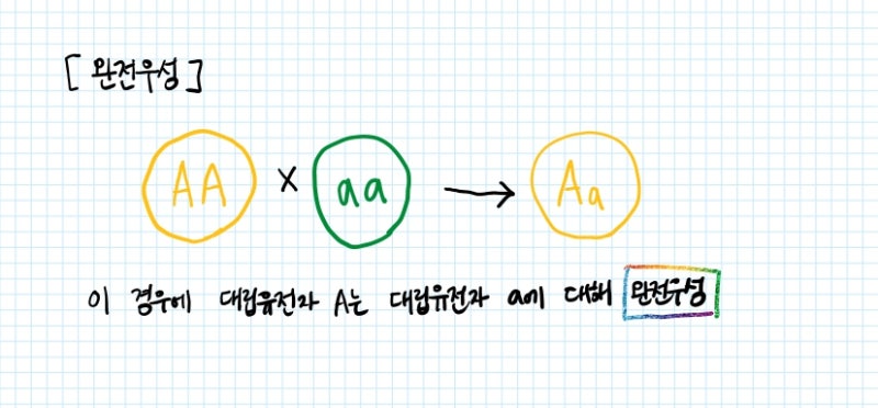 대립유전자와 돌연변이, 완전우성, 불완전우성, 공우성 : 네이버 블로그