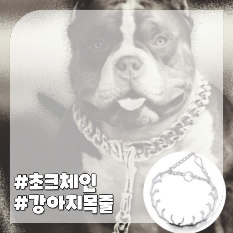  강아지 목줄 초크체인,꼭 필요할까요