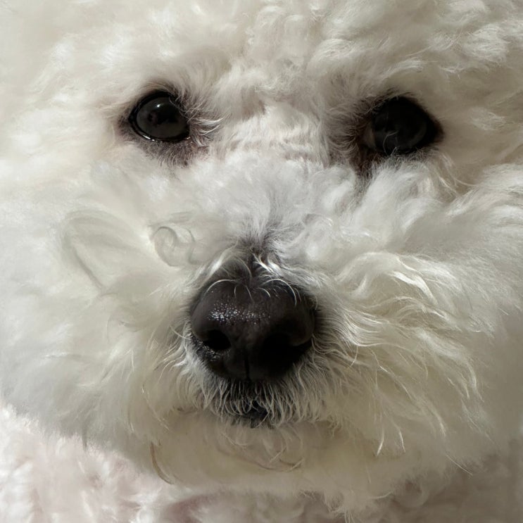 강아지 저혈당 증상과 원인 응급처치법 알아두세요