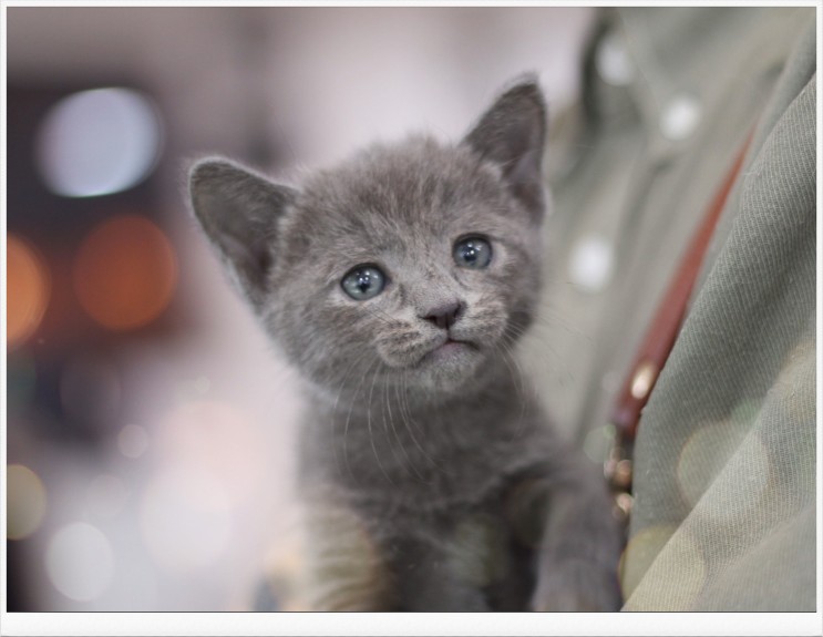 어린이날 선물, 고양이분양을 통해 마포도레미캣에서 새로운 가족을 알아볼까요.