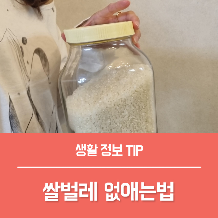  쌀벌레 생긴 쌀 먹는법, 쌀곰팡이 쌀벌레 없애는법 TOP5,쌀냉장고 보관법 예방 퇴치법 총정리!