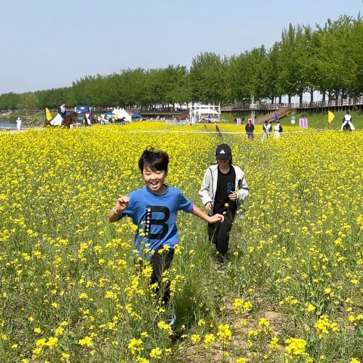 아산 가볼만한곳 유채꽃 만발한 곡교천 푸르른 은행나무길