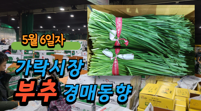  [경매사 일일보고] 5월 6일자 가락시장 부추 경매동향을 살펴보겠습니다!
