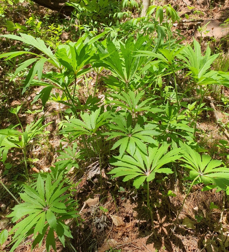 으름꽃  향기가 가득한 산행길 우산나물이 반겨주는데 우산나물의 효능과 먹는 법 알아볼게요