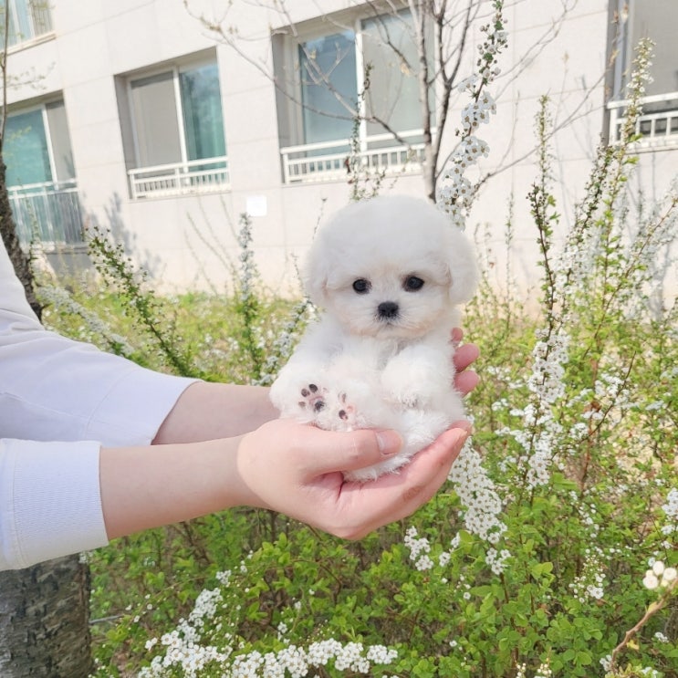 미니비숑분양 미니비숑 분양가 천차만별인 이유