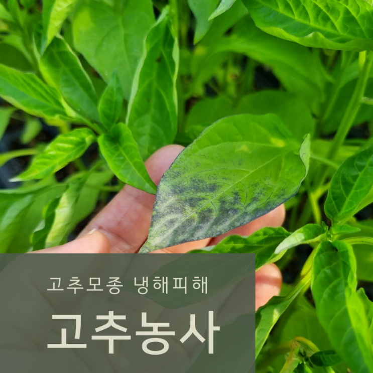  고추농사 고추모종기르기 냉해피해