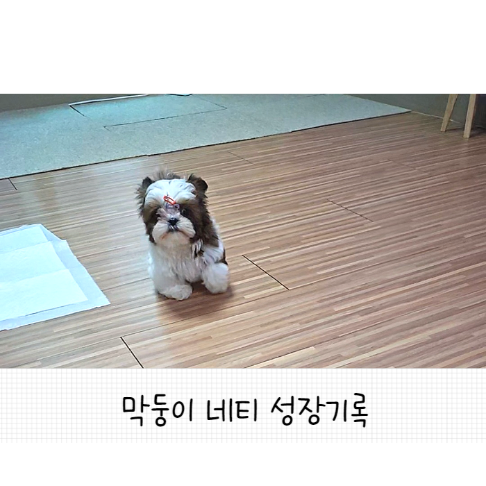  털찐 시츄네티 성장기록 [3개월 18일째]