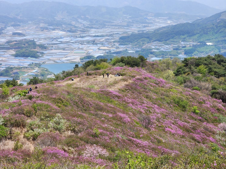 남원 봉화산 철쭉과 함께 하는 등산코스로의 산행 남원 봉화산 철쭉과 함께 하는 등산코스로의 산행