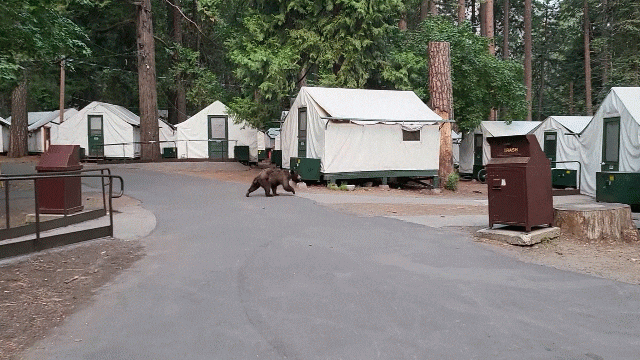  미국 여행, 요세미티(Yosemite) 국립공원 야생 곰 만나기(2022년 8월)