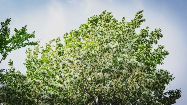 2023년 5월 보라매공원: 이팝나무 꽃이 활짝 폈다
