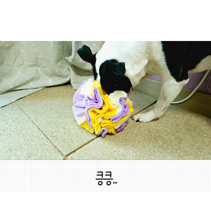  장시간 갖고놀수있는 강아지 노즈워크 장난감 킁킁볼 내돈내산후기