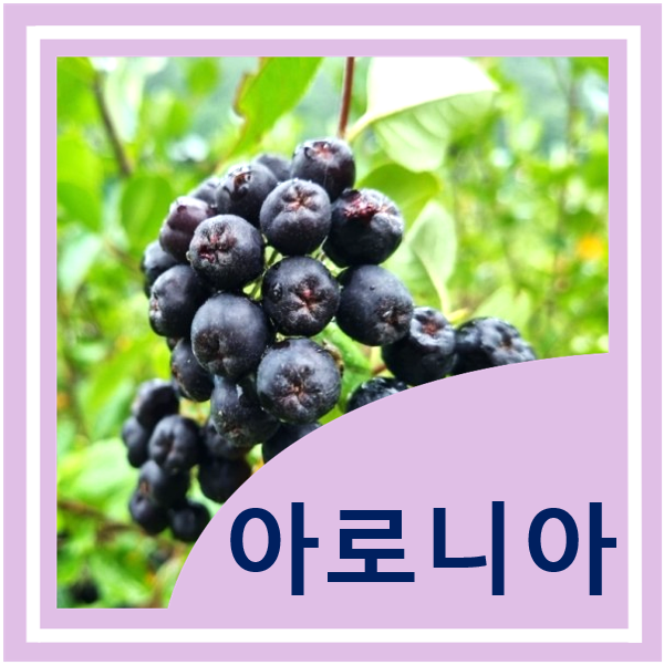  아로니아 효능(눈 건강, 항산화), 섭취방법 및 부작용
