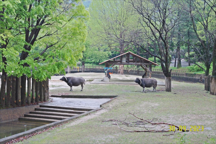 서울여행1탄 서울대공원 동물원2편