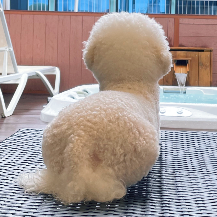  강아지 폐렴 감기 차이점 구분지어서 알려드릴게요