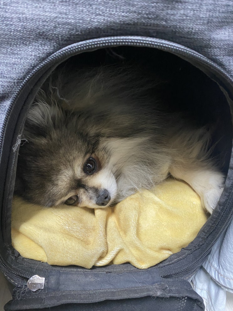  편하게 누은 꾸꾸