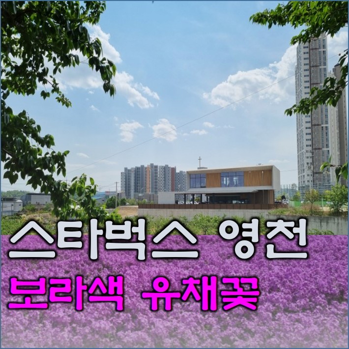 신상 스타벅스 경북 영천점 뒤편 아름다운 보라색 유채꽃밭 산책