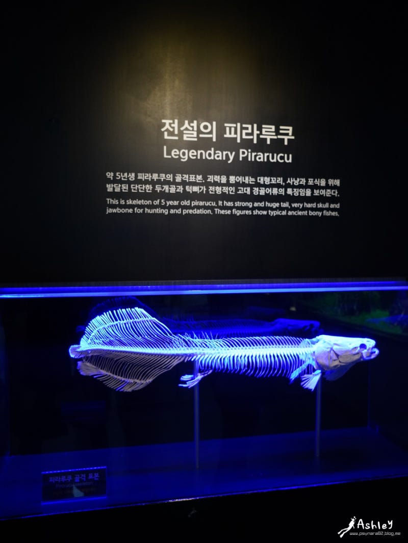 5월 아이와 가볼만한 곳 코엑스 아쿠아리움 티켓 할인 예약 : 네이버 블로그, image size:800x1065
