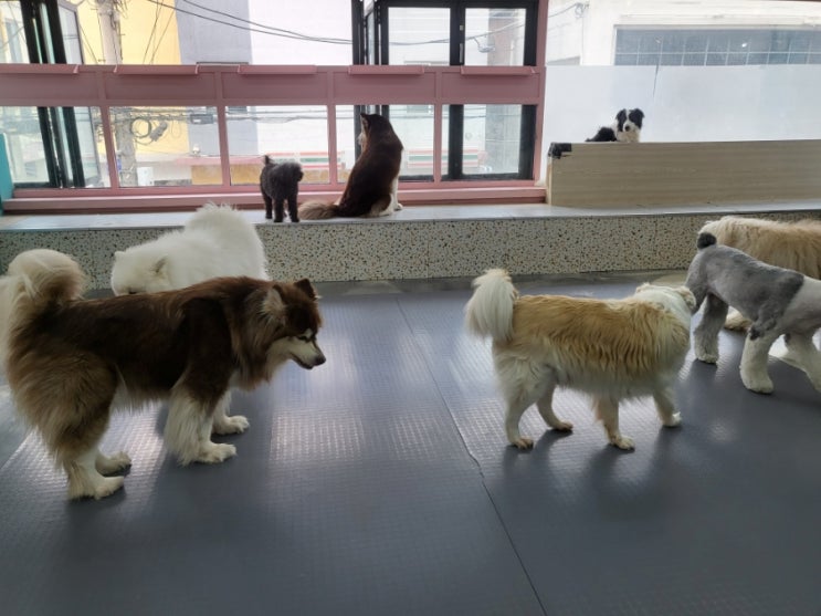  [구름 뜬 하늘] 홍대 애견카페, 강아지 카페