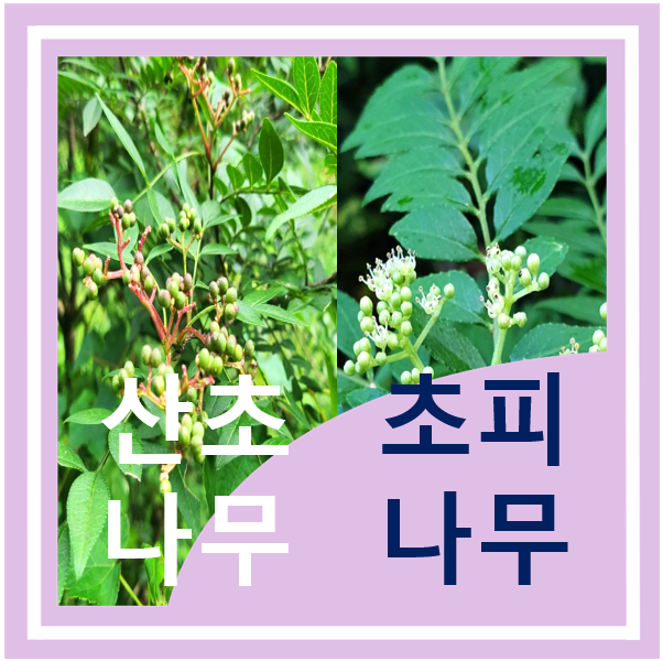  산초나무와 초피나무 효능, 비교(열매, 기름)