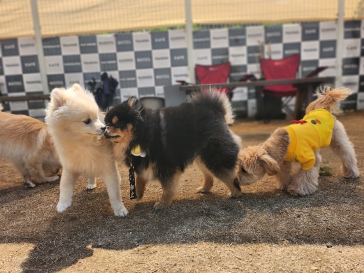  성남 라드독 애견카페