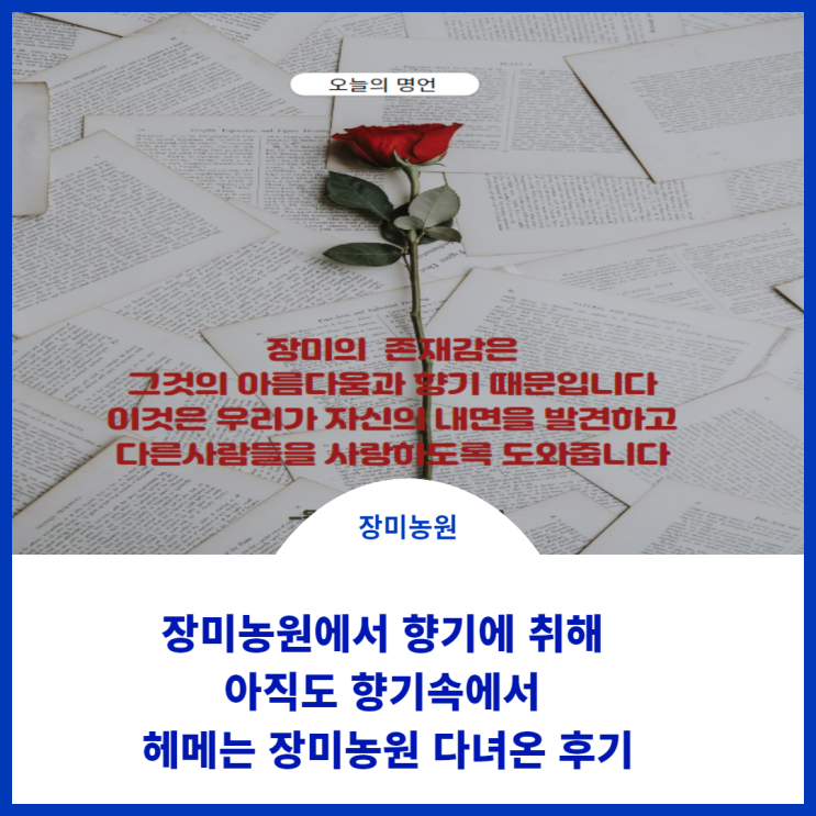  파주의 장미농원다녀온 후기;) 장미농원은 처음인데 5월의 장미존재감에 다시 한번