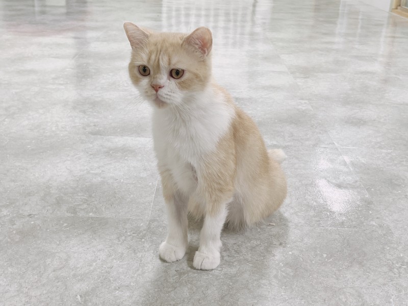 고양이 눈인사, 친근함을 표현하는 고양이 애교 : 네이버 블로그