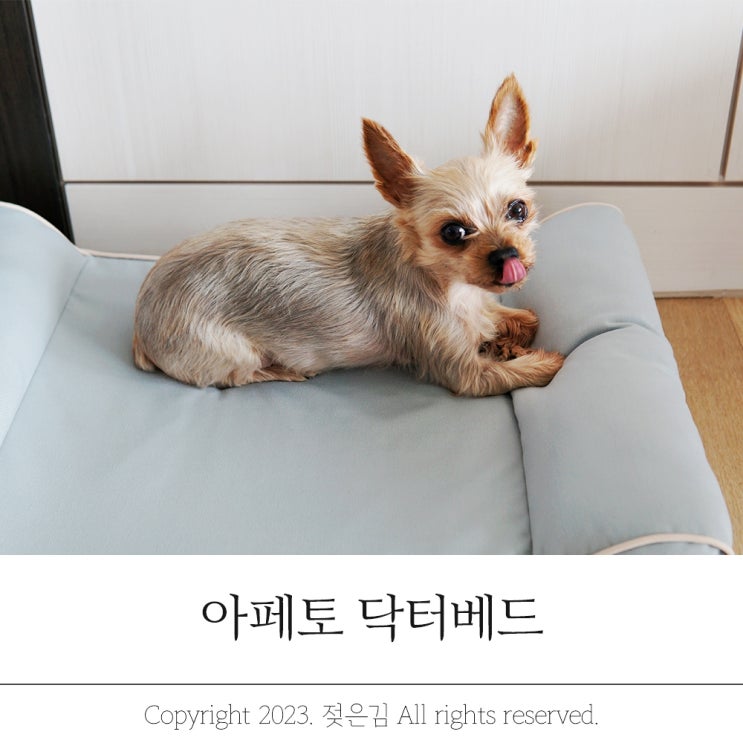 노령견 강아지 방석 아페토 닥터베드 라텍스 방석 사용중! 노령견 강아지 방석 아페토 닥터베드 라텍스 방석 사용중!