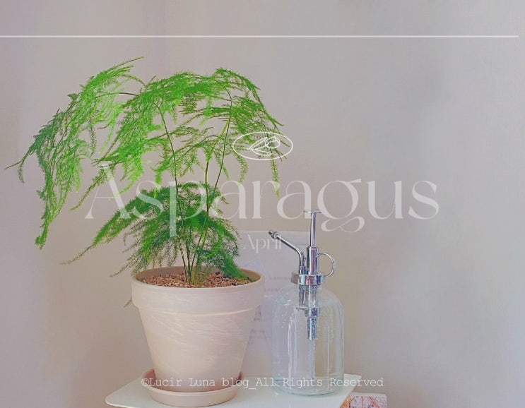 아스파라거스 나누스 키우기 관상용 인테리어식물 세타세우스