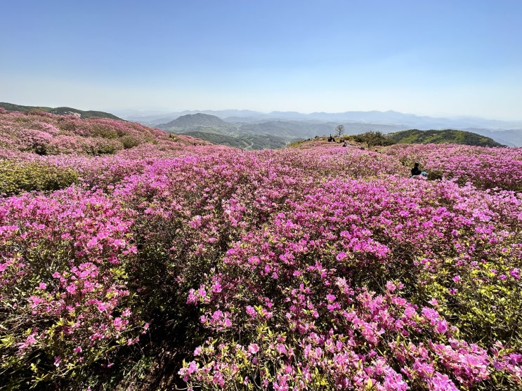 철쭉 황매산! 암릉은 기본!