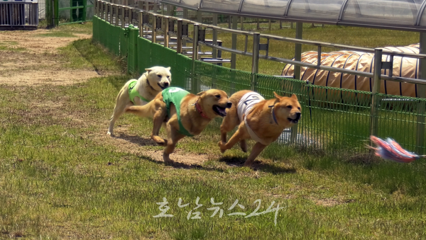  진도군, 5월 5일부터 2023 대한민국 진도개 페스티벌 개최