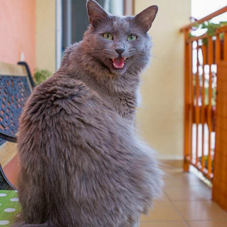 네벨룽 포토, 털이 긴 회색 러시안블루 고양이 성격 크기 특징 수명 유전병