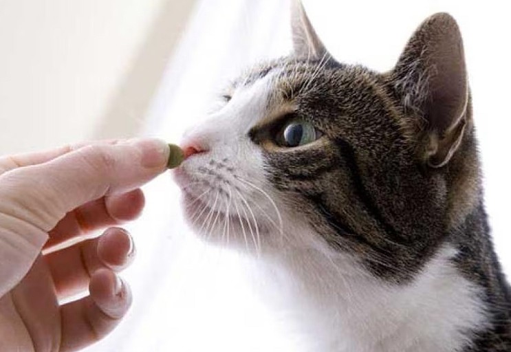 고양이의 간 질환 & 간 질환이 있는 고양이를 위한 영양제