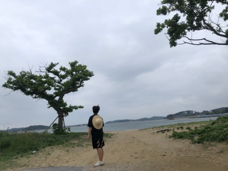  태안바다가쓴시 바닷가펜션 애견동반가능해요.