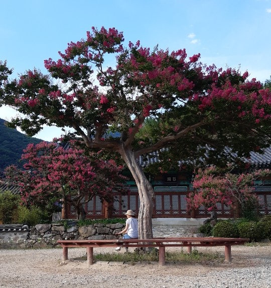  재외동포(F-4) 자격 취업활동 제한(사행행위 영업장소)