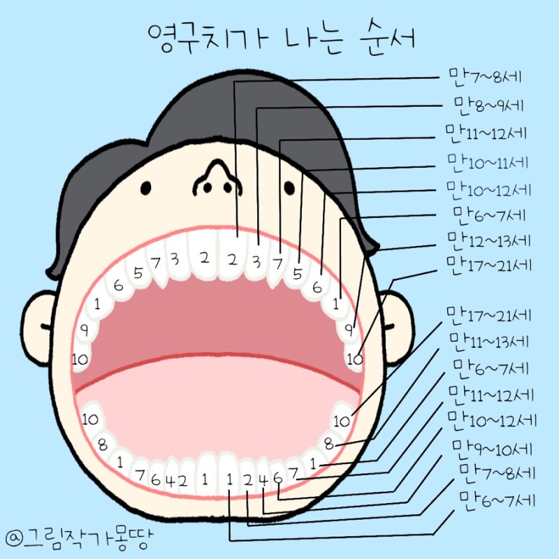 아이들 치아 유치 빠지는 시기 순서, 영구치 나는 시기 알아보기 : 네이버 블로그