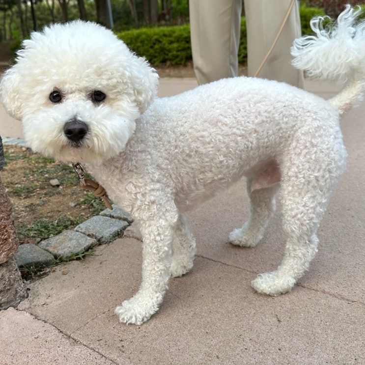  강아지 외이염 원인과 대처하는법