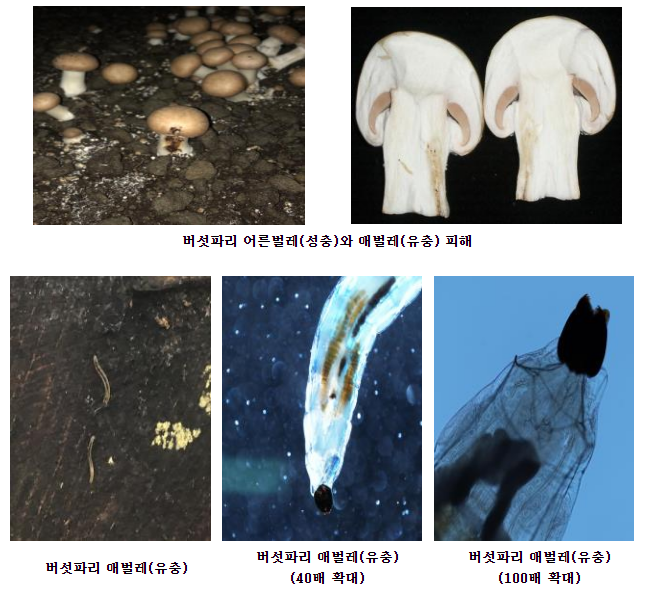 5월부터 급증하는 ‘버섯파리’ 예방이 중요 5월부터 급증하는 ‘버섯파리’ 예방이 중요